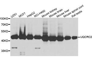 Western blot analysis of extract of various cells, using UQCRC2 antibody. (UQCRC2 抗体)