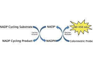 NADP+/NADPH Cycling Assay Principle. (NADP+/NADPH Assay Kit)