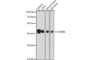 Western blot analysis of extracts of various cell lines, using FB antibody (ABIN7267122) at 1:1000 dilution. (FAM98B 抗体  (AA 1-225))