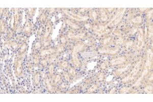Detection of APOE in Rat Kidney Tissue using Monoclonal Antibody to Apolipoprotein E (APOE) (APOE 抗体  (AA 19-168))