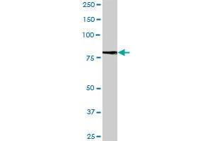 LRFN1 MaxPab polyclonal antibody. (LRFN1 抗体  (AA 1-771))