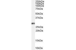 Western Blotting (WB) image for Homeobox B13 (HOXB13) peptide (ABIN369299) (Homeobox B13 (HOXB13) Peptide)