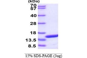 SDS-PAGE (SDS) image for Peripheral Myelin Protein 2 (PMP2) (AA 1-132) protein (ABIN667720) (PMP2 Protein (AA 1-132))
