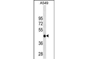 Western blot analysis in A549 cell line lysates (35ug/lane). (GATM 抗体  (C-Term))