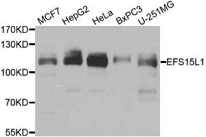 Western blot analysis of extracts of various cell lines, using EPS15L1 antibody. (EPS15L1 抗体  (AA 475-754))