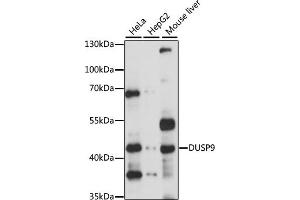 Western blot analysis of extracts of various cell lines, using DUSP9 antibody (ABIN6127795, ABIN6139880 and ABIN7101580) at 1:1000 dilution. (DUSP9 抗体)