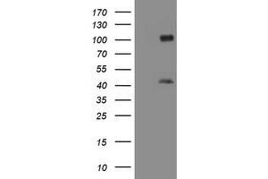 Image no. 1 for anti-Melanoma Antigen Family A, 9 (MAGEA9) antibody (ABIN1499263) (MAGEA9 抗体)
