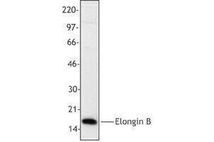 Western Blotting (WB) image for anti-Transcription Elongation Factor B (SIII), Polypeptide 2 (18kDa, Elongin B) (TCEB2) antibody (ABIN2666332) (TCEB2 抗体)