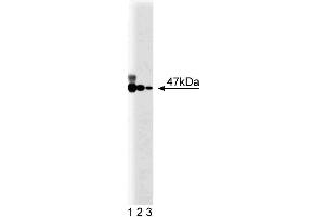 Western blot analysis of p47[phox] on EB-1 lysate. (NCF1 抗体  (AA 18-197))
