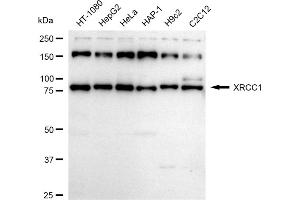 anti-X-Ray Repair Complementing Defective Repair in Chinese Hamster Cells 1 (XRCC1) antibody