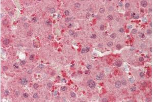 ABIN1782177 (5µg/ml) staining of paraffin embedded Human Liver. (BLVRB 抗体  (AA 38-49))