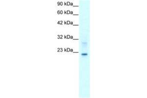 Western Blotting (WB) image for anti-Claudin 9 (CLDN9) antibody (ABIN2460768) (Claudin 9 抗体)