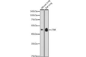 Western blot analysis of extracts of various cell lines, using LTBR antibody (ABIN6129412, ABIN6143379, ABIN6143381 and ABIN6220987) at 1:1000 dilution. (LTBR 抗体  (AA 31-227))