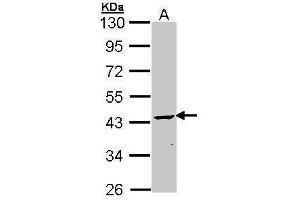 WB Image Sample (30 ug of whole cell lysate) A: Molt-4 , 10% SDS PAGE antibody diluted at 1:1000 (Cnpase 抗体)