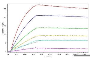 Recombinant Human MET (ABIN7937736, ABIN8117851 and ABIN8117852) captured on Protein A Chip can bind Recombinant Bovine HGF with an affinity constant of 0.