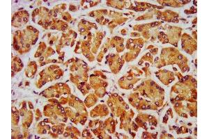 IHC image of ABIN7162643 diluted at 1:700 and staining in paraffin-embedded human pancreatic tissue performed on a Leica BondTM system. (PTH 抗体  (AA 32-115))
