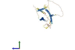 AlphaFold protein structure predicition of Mouse Recombinant Cdr2 Protein, UniprotID P97817