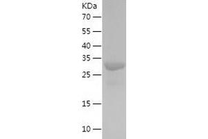 Western Blotting (WB) image for C-Type Lectin Domain Family 11, Member A (CLEC11A) (AA 22-323) protein (His tag) (ABIN7122061) (CLEC11A Protein (AA 22-323) (His tag))