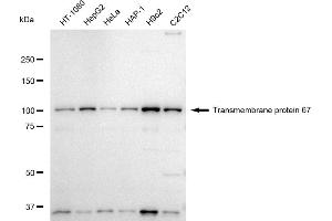 anti-Transmembrane Protein 67 (TMEM67) antibody