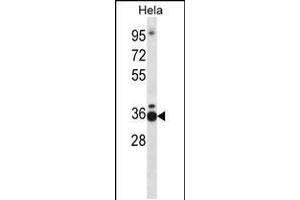 Western blot analysis in Hela cell line lysates (35ug/lane). (TCEA1 抗体  (AA 98-126))