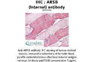 Image no. 1 for anti-Arylsulfatase B (ARSB) (Internal Region) antibody (ABIN1731968) (Arylsulfatase B 抗体  (Internal Region))
