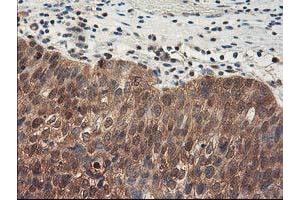 Image no. 1 for anti-NIF3 NGG1 Interacting Factor 3-Like 1 (NIF3L1) antibody (ABIN1496615) (NIF3L1 抗体)