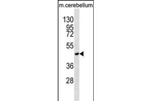 DDX47 Antibody (C-term) (ABIN652169 and ABIN2840575) western blot analysis in mouse cerebellum tissue lysates (35 μg/lane). (DDX47 抗体  (C-Term))