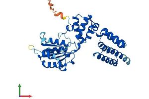 AlphaFold protein structure predicition of Mouse Recombinant Rfc5 Protein, UniprotID Q9D0F6