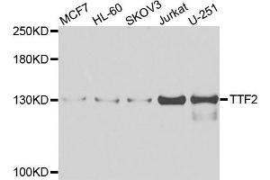 Western blot analysis of extracts of various cell lines, using TTF2 antibody (ABIN5975177) at 1/1000 dilution. (TTF2 抗体)