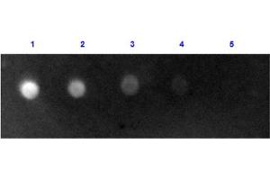Dot Blot results of Rabbit Anti-Sheep IgG Antibody Fluorescein Conjugate.