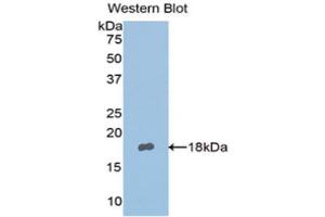 Western Blotting (WB) image for anti-Nephronectin (NPNT) (AA 418-565) antibody (ABIN1176635) (Nephronectin 抗体  (AA 418-565))