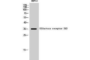 Western Blotting (WB) image for anti-Olfactory Receptor, Family 5, Subfamily M, Member 3 (OR5M3) (Internal Region) antibody (ABIN3186165) (OR5M3 抗体  (Internal Region))
