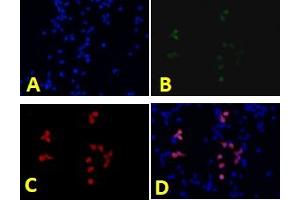 Immunofluorescence analysis of human 293T cells using eGFP (ABIN7073829) at dilution of 1: 1000,A: DAPI nuclear stain ( blue ),B: eGFP protein ( green ),C: Anti-eGFP ( red ),D: Merged (eGFP 抗体)