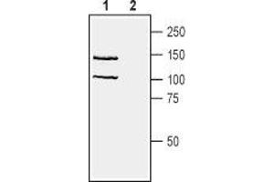 Western blot analysis of human Jurkat T-cell leukemia cell line lysate: - 1. (Neuropilin 1 抗体  (Extracellular, N-Term))