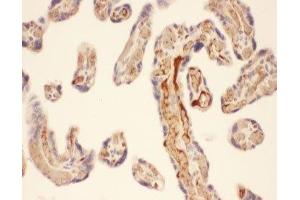 IHC-P: Chymase antibody testing of human placenta tissue (CMA1 抗体  (AA 22-247))