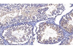 Detection of SIRT4 in Mouse Testis Tissue using Polyclonal Antibody to Sirtuin 4 (SIRT4) (SIRT4 抗体  (AA 26-333))
