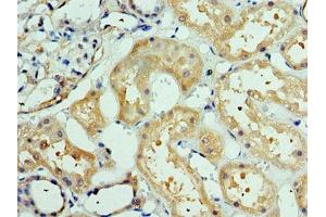 Immunohistochemistry of paraffin-embedded human kidney tissue using ABIN7150359 at dilution of 1:100 (DEDD2 抗体  (AA 1-240))