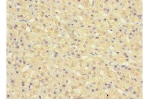 Immunohistochemistry of paraffin-embedded human adrenal gland tissue using ABIN7160510 at dilution of 1:100 (MYORG/KIAA1161 抗体  (AA 101-300))