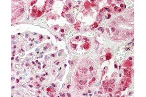 Anti-HECTD2 antibody IHC staining of human kidney. (HECTD2 抗体  (AA 684-733))