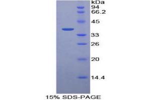 SDS-PAGE (SDS) image for Pepsinogen C (PGC) (AA 61-388) protein (His tag) (ABIN1080479)