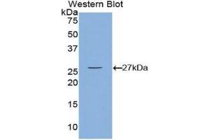 Western Blotting (WB) image for anti-Calcium/calmodulin-Dependent Protein Kinase II gamma (CAMK2G) (AA 75-281) antibody (ABIN3208166) (CAMKII gamma 抗体  (AA 75-281))