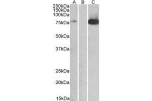 Image no. 1 for anti-Mitogen-Activated Protein Kinase Kinase Kinase 7 (MAP3K7) (Internal Region) antibody (ABIN374690) (MAP3K7 抗体  (Internal Region))