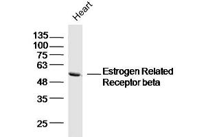 Mouse heart lysates probed with Estrogen Related Receptor beta Polyclonal Antibody, Unconjugated  at 1:300 dilution and 4˚C overnight incubation. (ESRRB 抗体  (AA 1-100))
