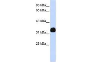 Image no. 1 for anti-Mediator Complex Subunit 27 (MED27) (AA 180-229) antibody (ABIN6742404) (MED27 抗体  (AA 180-229))