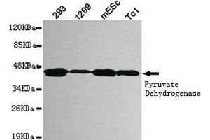 Western blot detection of pyruvate dehydrogenase (lipoamide) alpha 1 in 293,1299,mEsc and Tc1 cell lysates using pyruvate dehydrogenase (lipoamide) alpha 1 mouse mAb (1:1000 diluted). (PDHA1 抗体)