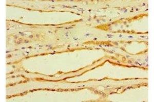 Immunohistochemistry of paraffin-embedded human kidney tissue using ABIN7148384 at dilution of 1:100 (Adipsin 抗体  (AA 26-253))
