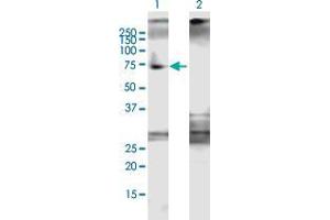 Western Blot analysis of DDX5 expression in transfected 293T cell line by DDX5 MaxPab polyclonal antibody. (DDX5 抗体  (AA 1-614))