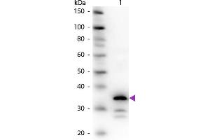 Western Blot of Rabbit Anti-Carboxypeptidase B antibody. (CPB1 抗体)