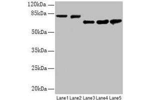 Western blot All lanes: APP antibody at 2. (APP 抗体  (AA 18-270))