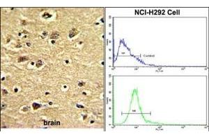 (LEFT)Formalin-fixed and paraffin-embedded human brain with ENTH Antibody (Center), which was peroxidase-conjugated to the secondary antibody, followed by DAB staining. (CLINT1 抗体  (AA 222-249))